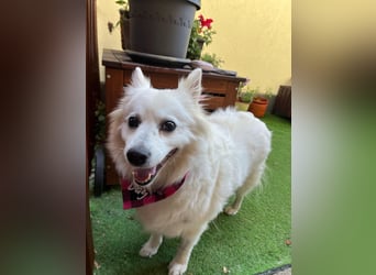 Ariel SR, ein liebenswertes Mädchen