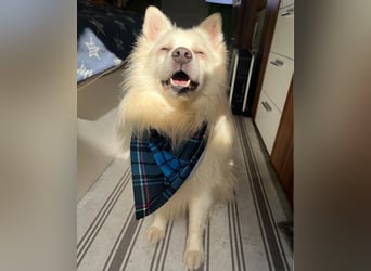 Marshmello - verspielt, dominant