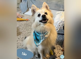 Lio SR - verkuschelt, lieb