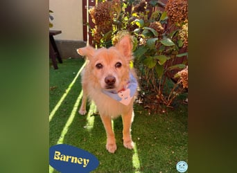 Barney SR - ruhig, verträglich