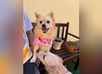 Hella SR - verträglich, freundlich