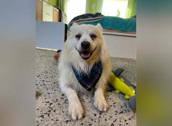 Marshmello - verspielt, dominant