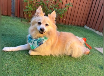 Lio SR - verkuschelt, lieb