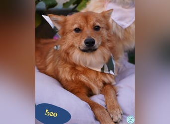 Leo SR, freundlich und ruhig