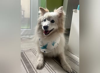 Brutus SR - zurückhaltend