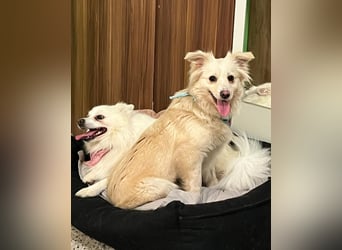 Eevee SR - verspielt, verträglich