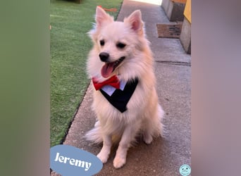 Jeremy SR - verträglich, verspielt