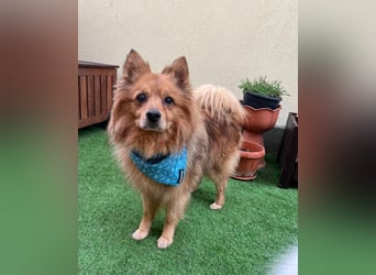 Arthur SR - freundlich, aufgeschlossen