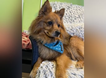 Arthur SR - freundlich, aufgeschlossen