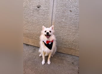 Jeremy SR - verträglich, verspielt