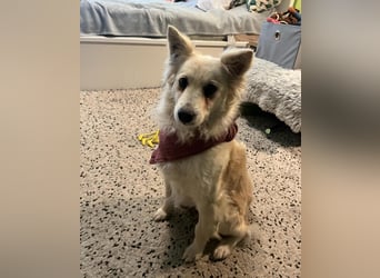 Penny SR - offen, verkuschelt