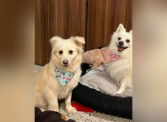 Eevee SR - verspielt, verträglich