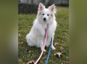 Diego 2 SR - lernwillig in 66589 Merchweiler 