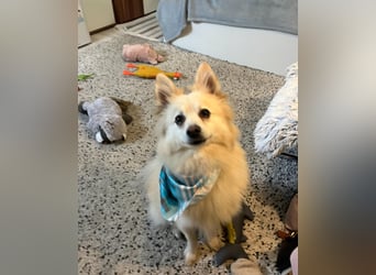 Lio SR - verkuschelt, lieb