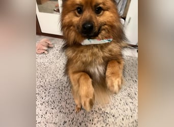 Flocky SR - freundlich, gutherzig