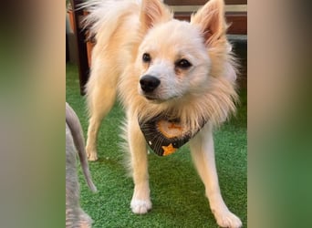 Jeremy SR - verträglich, verspielt