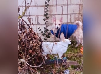 Diego 1 - verspielt, freundlich in 61191 Rosbach