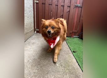 Nola SR - aufgeschlossen, neugierig