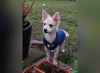 Diego 1 - verspielt, freundlich in 61191 Rosbach