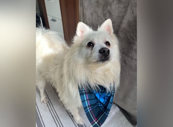 Marshmello - verspielt, dominant