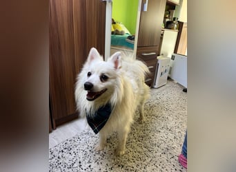 Marshmello - verspielt, dominant