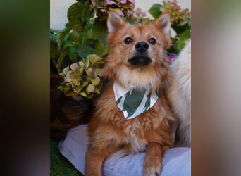 Leo SR, freundlich und ruhig