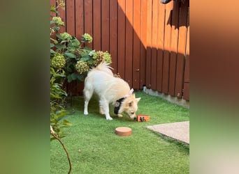 Jeremy SR - verträglich, verspielt