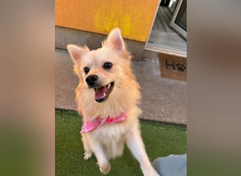 Hella SR - verträglich, freundlich