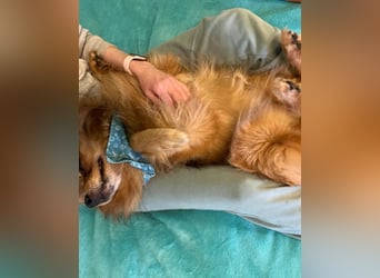 Arthur SR - freundlich, aufgeschlossen