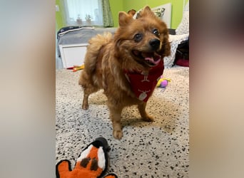 Nola SR - aufgeschlossen, neugierig