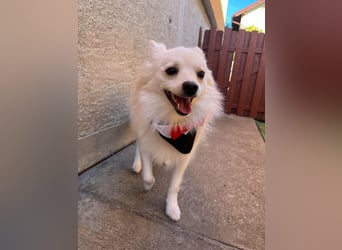 Jeremy SR - verträglich, verspielt