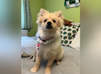 James SR- katzenverträglich, freundlich