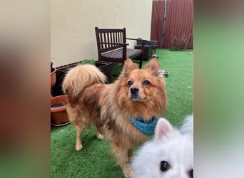 Arthur SR - freundlich, aufgeschlossen