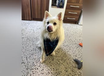 Marshmello - verspielt, dominant