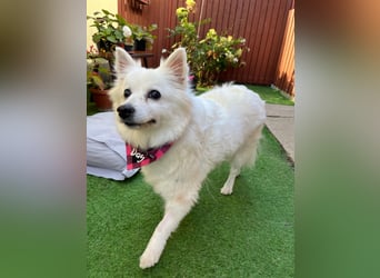 Ariel SR, ein liebenswertes Mädchen