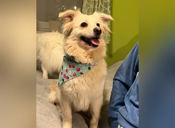 Eevee SR - verspielt, verträglich