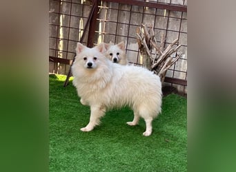 Ted SR, sucht Liebe und Zuneigung