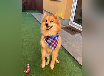 Beni SR - verspielt, offen