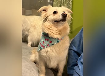 Eevee SR - verspielt, verträglich