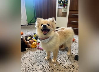 James SR- katzenverträglich, freundlich