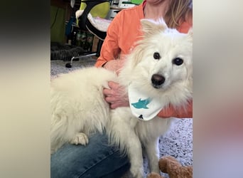 Brutus SR - zurückhaltend