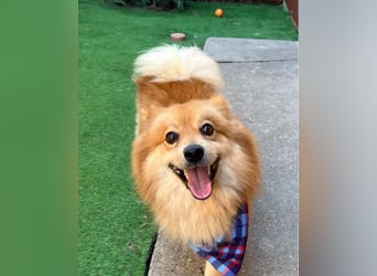 Beni SR - verspielt, offen