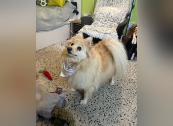 Ivy - freundlich, aufgeschlossen