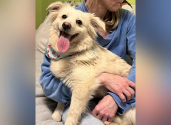 Eevee SR - verspielt, verträglich