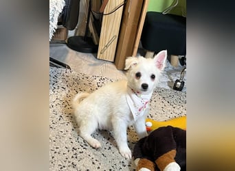 Dia SR - freundliches Hundekind