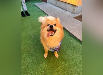 Beni SR - verspielt, offen