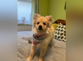 James SR- katzenverträglich, freundlich