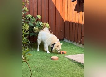 Jeremy SR - verträglich, verspielt