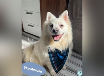 Marshmello - verspielt, dominant