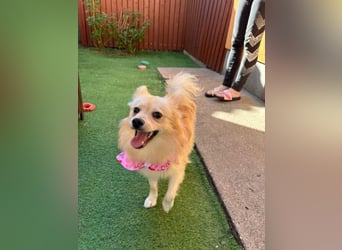 Hella SR - verträglich, freundlich